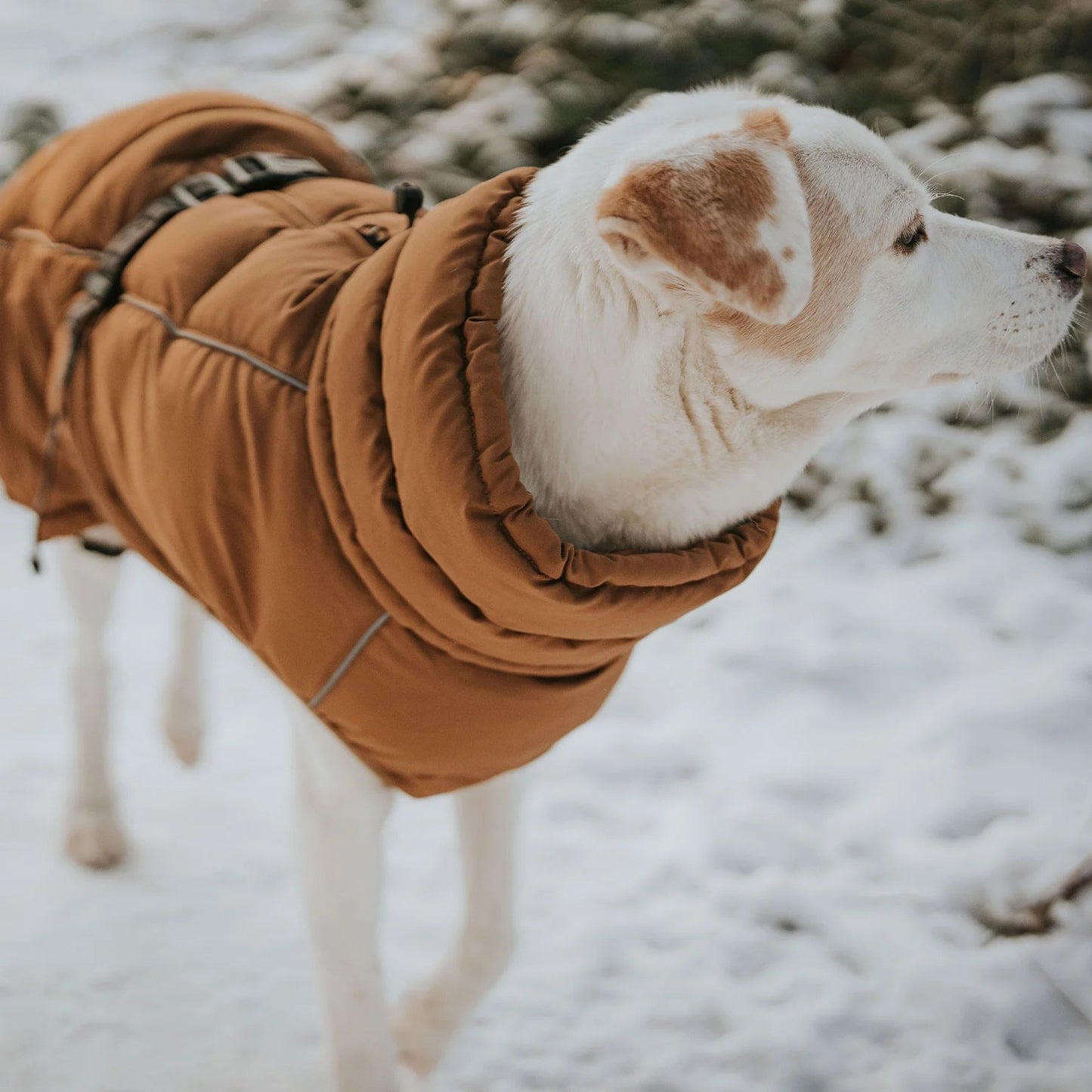 Waterproof Winter Dog Coat – Warm & Reflective Pet Jacket